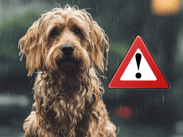 La Secretaría de Seguridad Ciudadana (SSC) de la ciudad de México emitió una serie de recomendaciones para quienes son dueños de perros. ESPECIAL