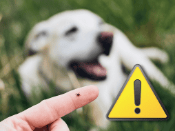 En caso de presentar una lesión fuerte por una mordedura o intoxicación, es importante acudir a la Unidad de Medicina Familiar (UMF) más cercana. ESPECIAL / CANVA