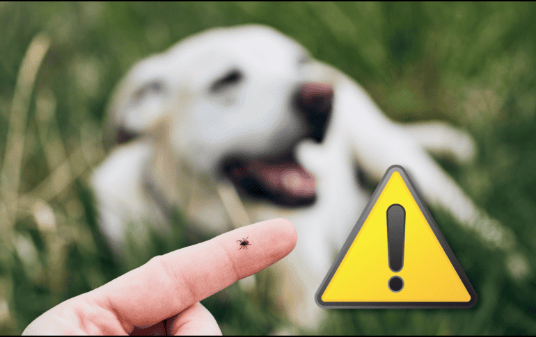 En caso de presentar una lesión fuerte por una mordedura o intoxicación, es importante acudir a la Unidad de Medicina Familiar (UMF) más cercana. ESPECIAL / CANVA