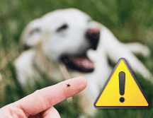 En caso de presentar una lesión fuerte por una mordedura o intoxicación, es importante acudir a la Unidad de Medicina Familiar (UMF) más cercana. ESPECIAL / CANVA