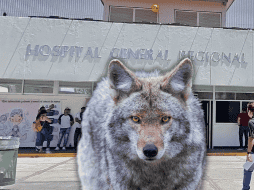 El IMSS cuenta con facultades para, en cualquier momento, verificar la consistencia de datos personales y registros afiliatorios con el fin de validar su legalidad. EL INFORMADOR / ARCHIVO