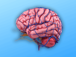 El IMSS recomienda a la población realizar acciones que contribuyen a su buena salud cerebral. EL INFORMADOR / ARCHIVO
