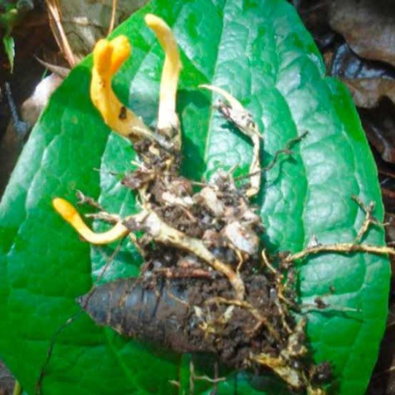  ESPECIAL/UNIVERSDAD AUTÓNOMA DE LA CIUDAD DE MÉXICO