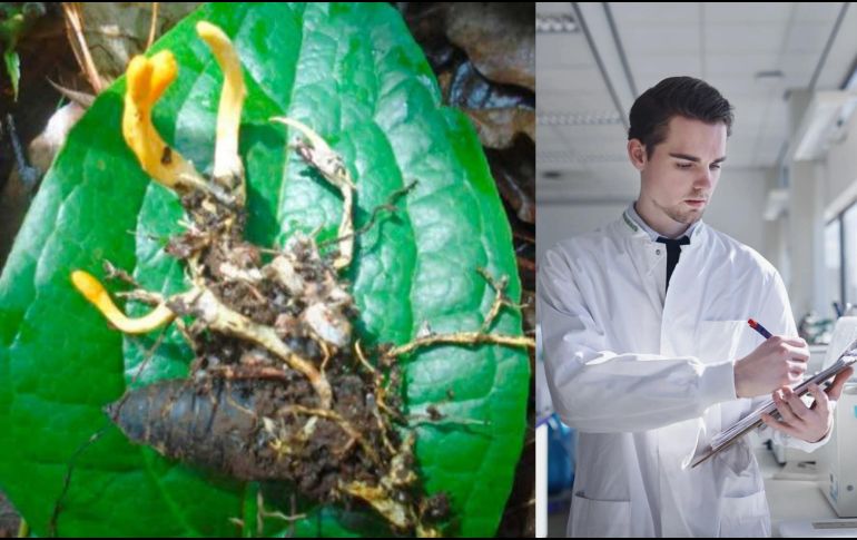 Debido a las similitudes genéticas y morfológicas entre Cordyceps mexicana y C. militaris, la investigadora considera que esta nueva especie podría poseer compuestos con funciones medicinales similares, lo que abre nuevas posibilidades para futuras investigaciones científicas y aplicaciones terapéuticas. ESPECIAL/UNIVERSDAD AUTÓNOMA DE LA  CIUDAD DE MÉXICO