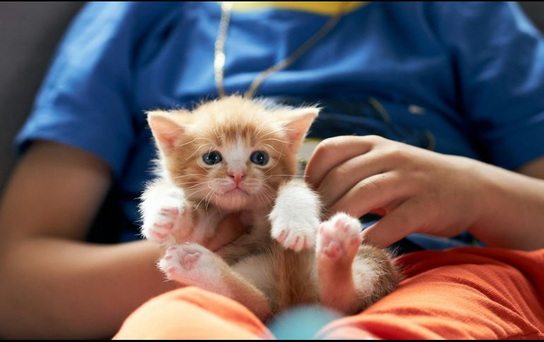 Para los niños, los animales de compañía pueden convertirse en sus mejores amigos y confidentes. UNSPLASH / A. Rutkowski