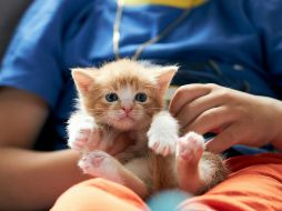 Para los niños, los animales de compañía pueden convertirse en sus mejores amigos y confidentes. UNSPLASH / A. Rutkowski