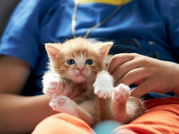 Para los niños, los animales de compañía pueden convertirse en sus mejores amigos y confidentes. UNSPLASH / A. Rutkowski