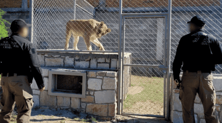 En estas acciones participaron la FGR, la Policía Federal Ministerial (PFM), Fiscalía Especializada de Control Regional (FECOR), Agencia de Investigación Criminal (AIC); en coordinación con el Gabinete de Seguridad. ESPECIAL / Fiscalía General de la República