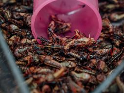 Incorporar insectos como los chapulines a tu alimentación no solo puede enriquecer tus comidas, sino que contribuye a un sistema alimentario más variado. PEXELS