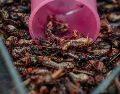 Incorporar insectos como los chapulines a tu alimentación no solo puede enriquecer tus comidas, sino que contribuye a un sistema alimentario más variado. PEXELS