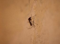 De acuerdo con datos del panorama epidemiológico de dengue, con corte al 3 de julio, Jalisco ocupa el primer lugar a nivel nacional en casos confirmados con 917. EL INFORMADOR / ARCHIVO