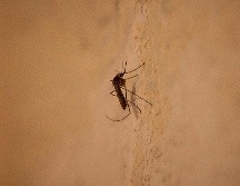 De acuerdo con datos del panorama epidemiológico de dengue, con corte al 3 de julio, Jalisco ocupa el primer lugar a nivel nacional en casos confirmados con 917. EL INFORMADOR / ARCHIVO