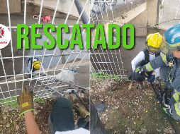 Protección Civil y Bomberos de Guadalajara rescataron a un perro que había ingresado a un canal de agua pluvial. ESPECIAL / FACEBOOK Protección Civil y Bomberos GDL