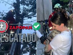 Bomberos de Zapopan rescatan a gato que no podía bajar de lo más alto de un árbol. ESPECIAL / FACEBOOK Protección Civil y Bomberos de Zapopan