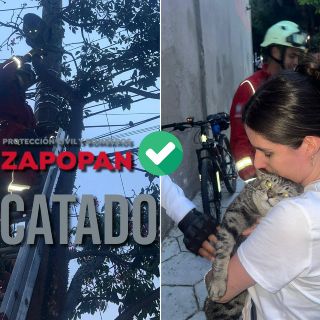 Bomberos de Zapopan rescatan a gato que se encontraba un árbol
