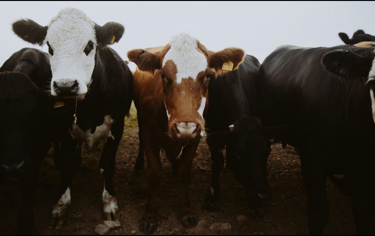 Esta acción busca prevenir la propagación del parásito en territorio estadounidense. UNSPLASH
