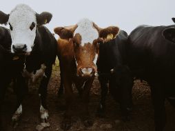 Esta acción busca prevenir la propagación del parásito en territorio estadounidense. UNSPLASH