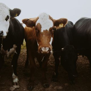 EU cierra frontera con México para comercio de ganado por brote de gusano barrenador