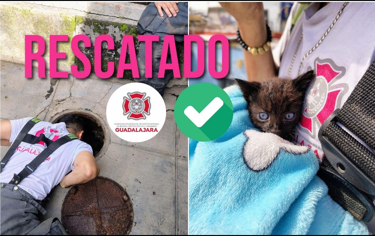 Un gato fue rescatado en el centro de Guadalajara cuando estaba cerca de irse por el drenaje. ESPECIAL / FACEBOOK Protección Civil y Bomberos GDL