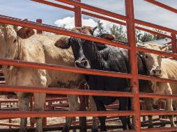 Estados Unidos decidió cerrar su frontera con México para el paso de ganado. EL INFORMADOR/ARCHIVO