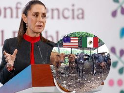 Estados Unidos decidió cerrar nuevamente la frontera al ganado, tras reportarse un caso de gusano barrenador en Veracruz. SUN / D. SIMÓN / ARCHIVO