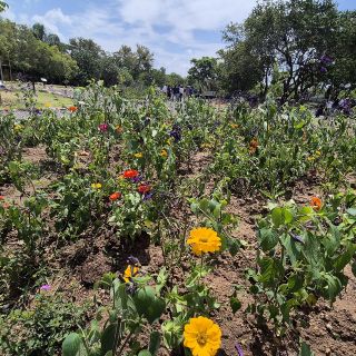 Inauguran un espacio verde más en la ciudad: Arboretum Flores de México en el Parque Natural Huentitán