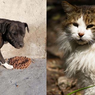 Fiscalía de la CDMX crea agencia especial para atender maltrato animal