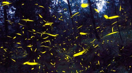 Por extraño que parezca, Jalisco es hábitat de cuarenta especies de luciérnagas. NTX / ARCHIVO
