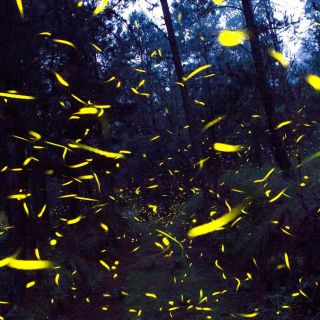 Llegó la temporada de luciérnagas a Guadalajara; AQUÍ puedes verlas