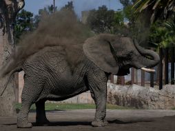 Con esta resolución, Ely continuará bajo resguardo del gobierno de la Ciudad de México, y se da por concluido el proceso legal iniciado para cambiar su situación. AP/Marco Ugarte