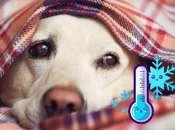 Tener una buena elección de espacios para que tus mascotas no sufran de frío, es primordial. ESPECIAL / CANVA