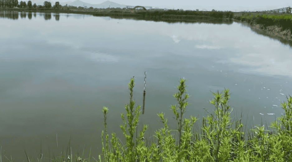 El lago de Texcoco, parte esencial de la cuenca del Valle de México, alberga más de 600 especies de flora y fauna. ESPECIAL