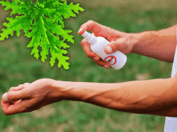 El aroma de algunas plantas actúa como barrera natural y además embellece los espacios. ESPECIAL / CANVA