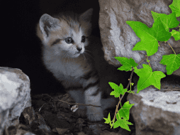 Hay muchas especies de flores que son tóxicas y venenosas para los gatos y que deberías evitar tener al alcance de tu michi. AP / ARCHIVO