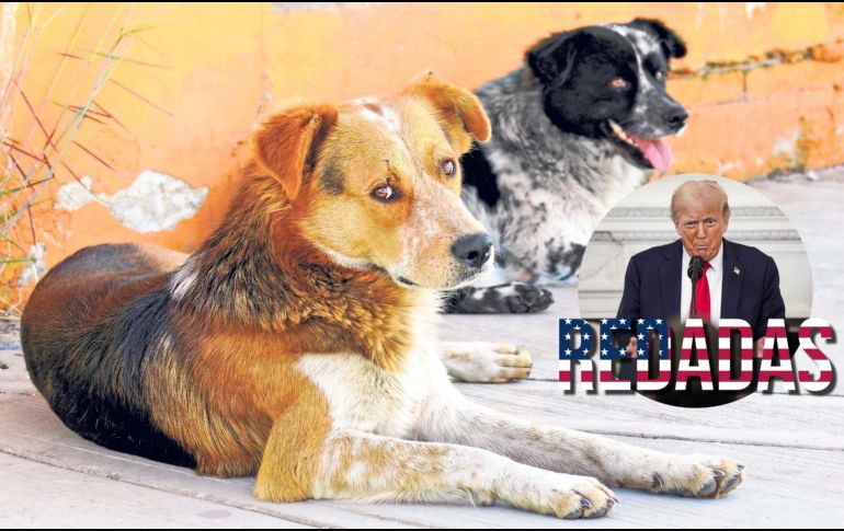 Las mascotas de migrants en Estados Unidos están siendo las víctimas colaterales de las redadas. SUN / EFE / ARCHIVO