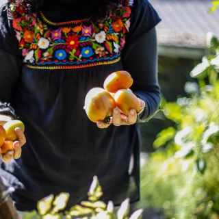 Aumento de cuota de jitomate alerta a los productores de Morelos