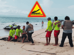 El cocodrilo transita por el mar porque los esteros se han reducido, debido al crecimiento urbano. ESPECIAL / Protección Civil y Bomberos Puerto Vallarta