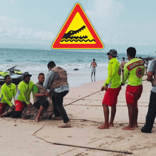 ¿Por qué hay más presencia de cocodrilos en las playas de Vallarta?