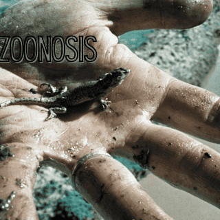 ¿Cuáles son las enfermedades generadas por zoonosis?