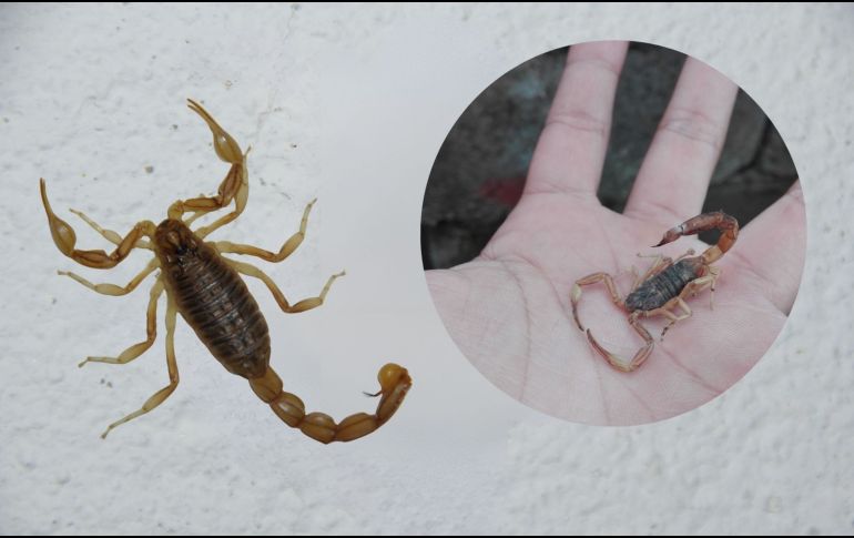 Aunque algunas picaduras solo provocan dolor leve, otras pueden derivar en complicaciones graves si no se atienden adecuadamente.  CANVA