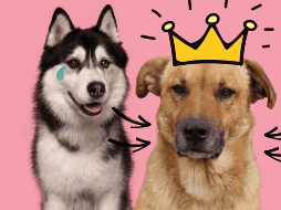 Los perros criollos, al contar con una mayor diversidad genética, suelen presentar menos problemas hereditarios, lo que puede traducirse en una vida más larga y saludable. CANVA