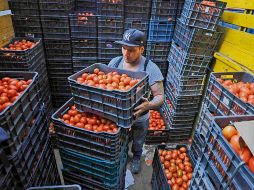 México es el principal proveedor de jitomate para Estados Unidos. EL UNIVERSAL