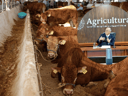 Esto dijo Julio Berdegué sobre la reunión virtual que sostuvo con la USDA. EL INFORMADOR / ARCHIVO / ESPECIAL / X: @@JulioBerdegue