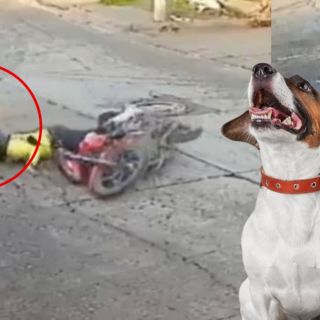 Viral: Perro "velocista" atropella a motociclista y se da a la fuga (VIDEO)