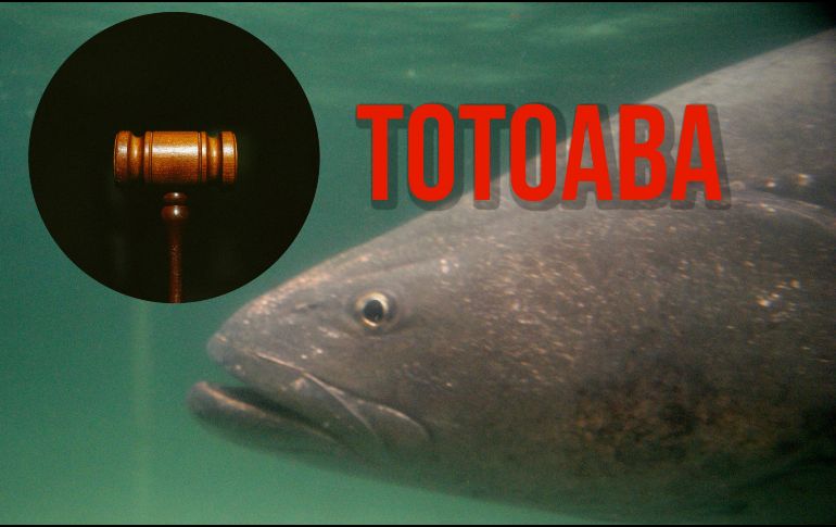 Se dictó prisión preventiva justificada en contra de un sujeto que enviaba órganos de un pez en peligro de extinción. EFE / ARCHIVO