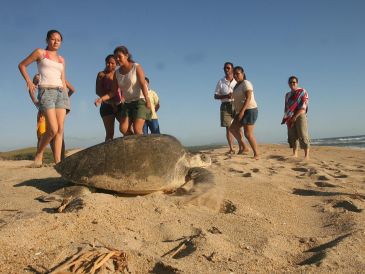 Mismaloya, conocida por sus campamentos de rescate de tortugas, es una de las playas jaliscienses que sobrepasan los niveles aceptables de contaminación. EL INFORMADOR/Archivo