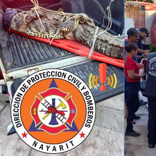 Bomberos de Nayarit reubican a cocodrilo en San Blas