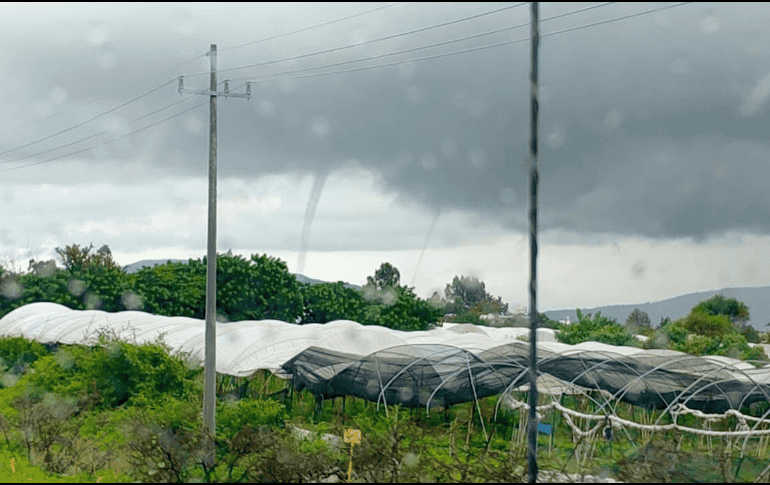 Así lucen las dos culebras de agua que se presentaron el día de hoy en la Ribera de Chapala. ESPECIAL / Protección Civil Jalisco