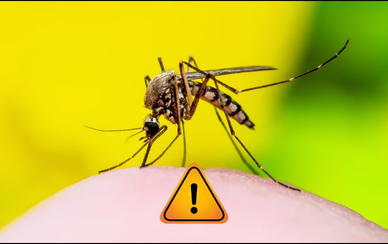 El dengue es una enfermedad grave que puede requerir hospitalización. ESPECIAL / CANVA