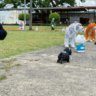 Alcancías mexicanas de terciopelo conquistan las calles de Managua